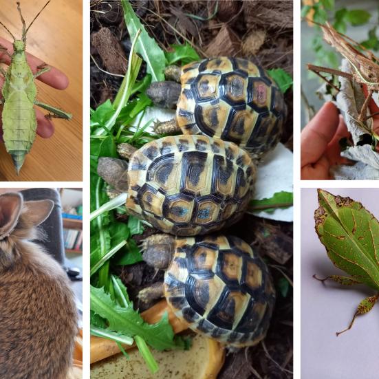 Collage af billeder af sumpskildpadder, vandrende blade og kanin