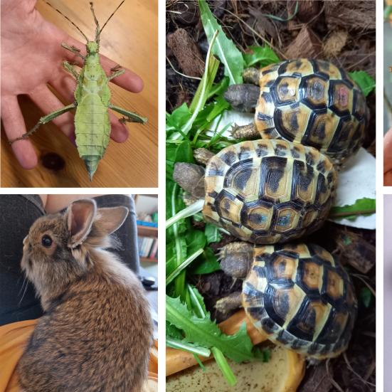 Collage af billeder af sumpskildpadder, vandrende blade og kanin