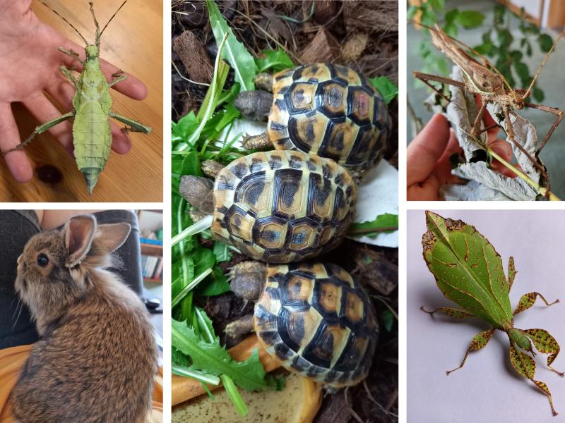 Collage af billeder af sumpskildpadder, vandrende blade og kanin