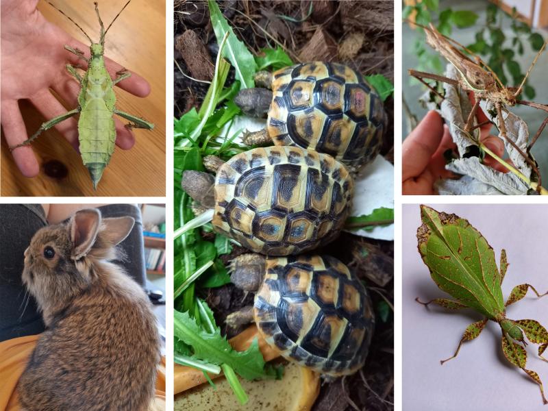 Collage af billeder af sumpskildpadder, vandrende blade og kanin